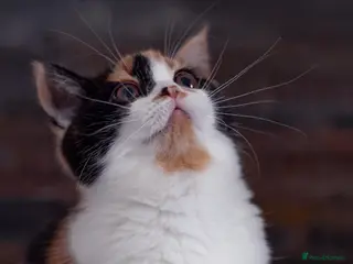 Scottish Fold cats The highest breeding quality Scottish Straight - Advert 13