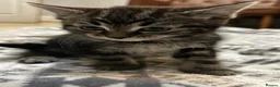 Mixed Breed cats for sale: Sweet girl kitten looking for her 4ever home - Advert 1