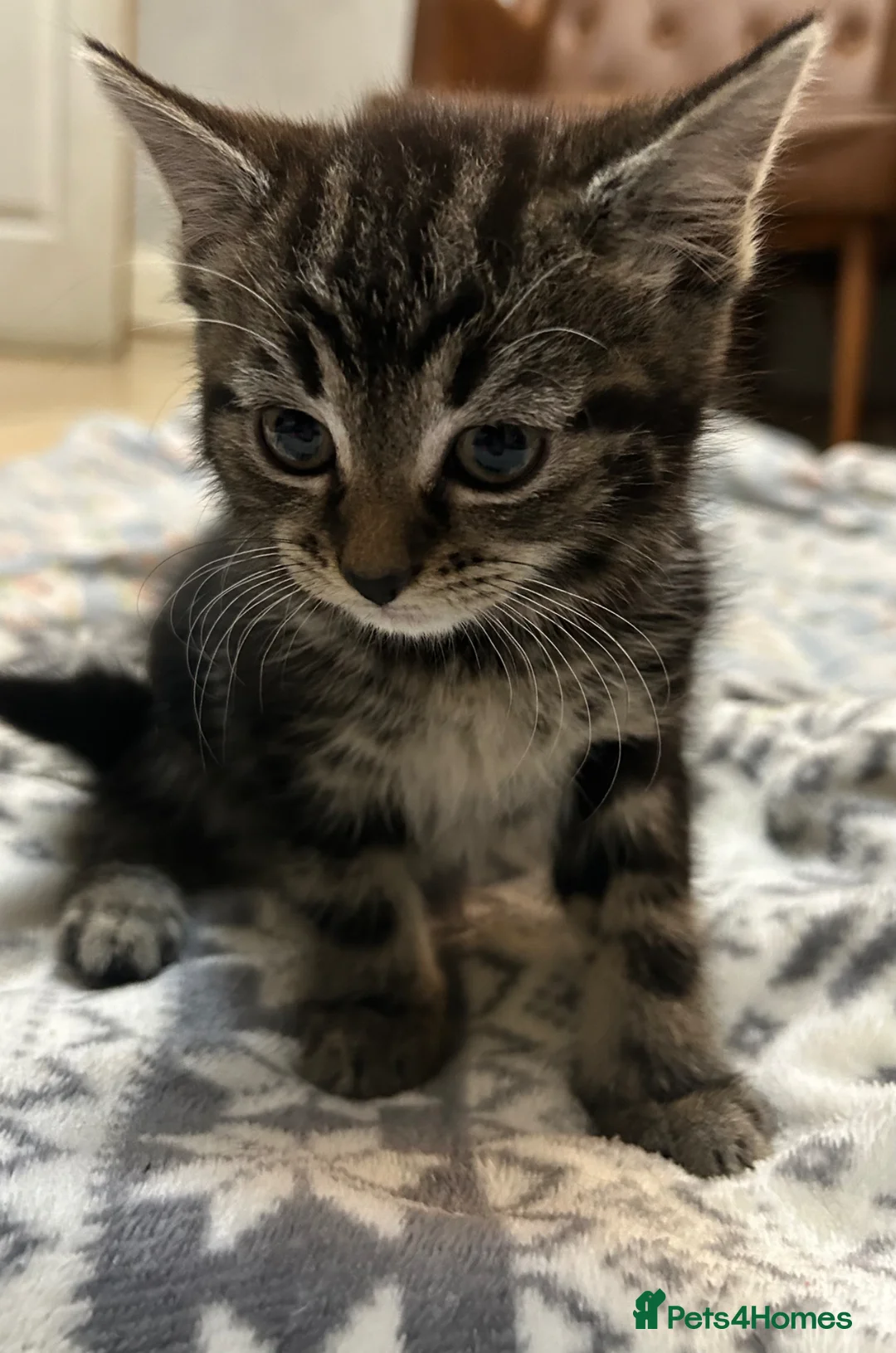 Mixed Breed cats for sale: Sweet girl kitten looking for her 4ever home - Advert 1