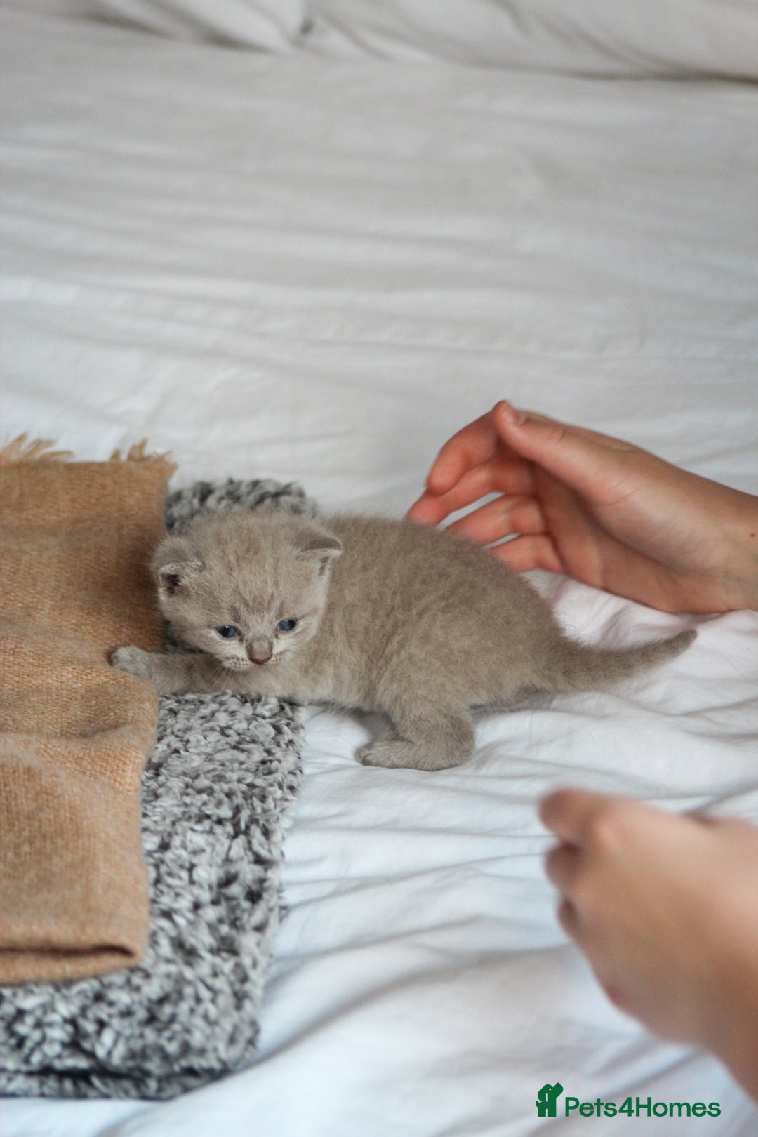 British Shorthair cats for sale: 🩶🐈🐾 Stunning BSH Kittens 🩶🐈🐾 - Image 20