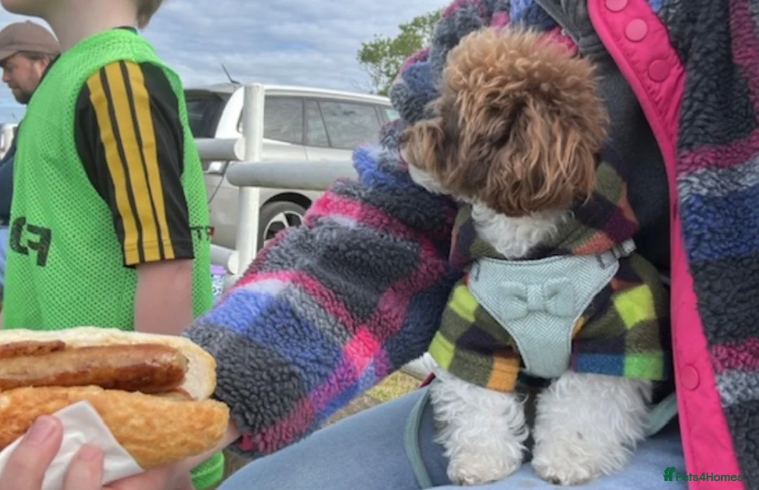 Toy Poodle dogs for sale: Waiting List Now Open – Luxury Asian Poodle Pups - Advert 4