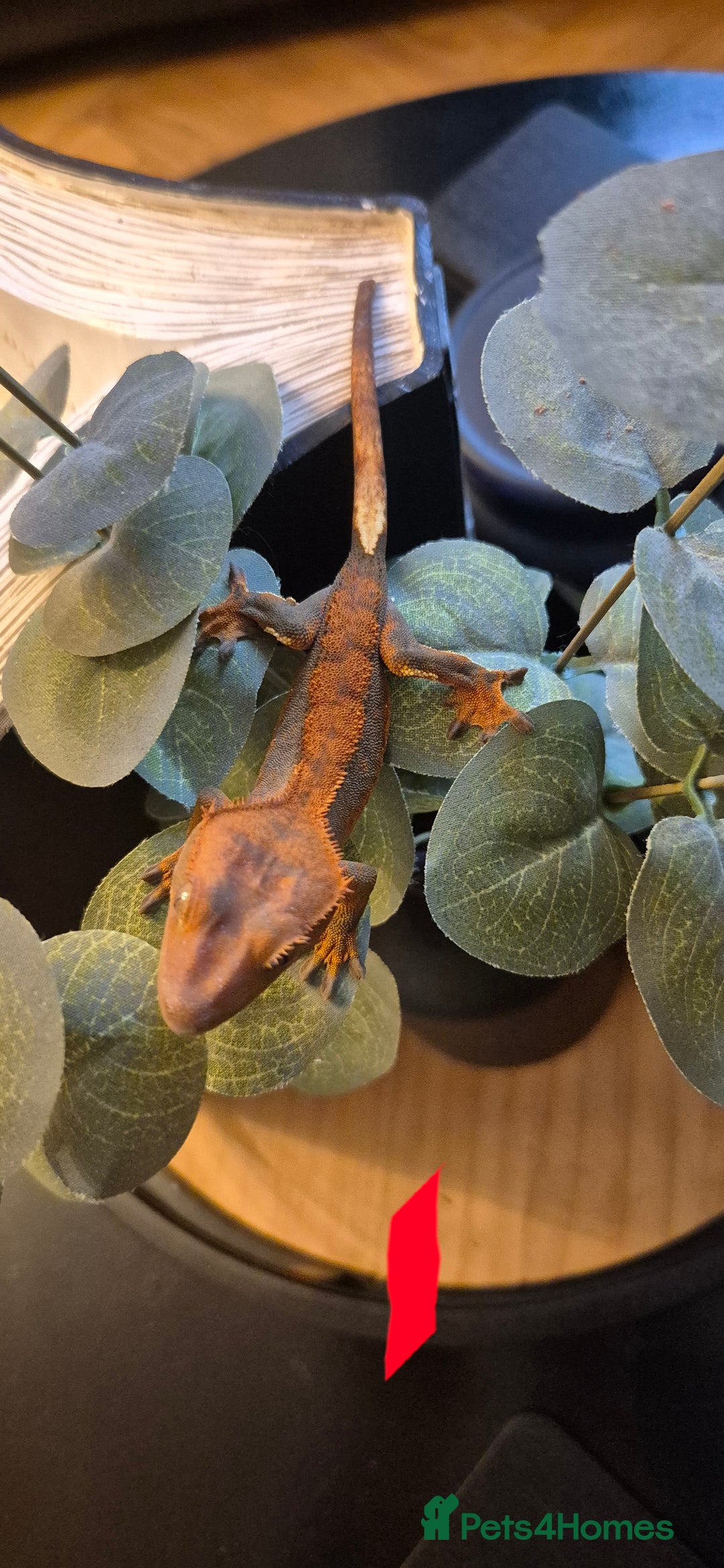 Gecko reptiles for sale: Crested Geckos in Liverpool - Image 2