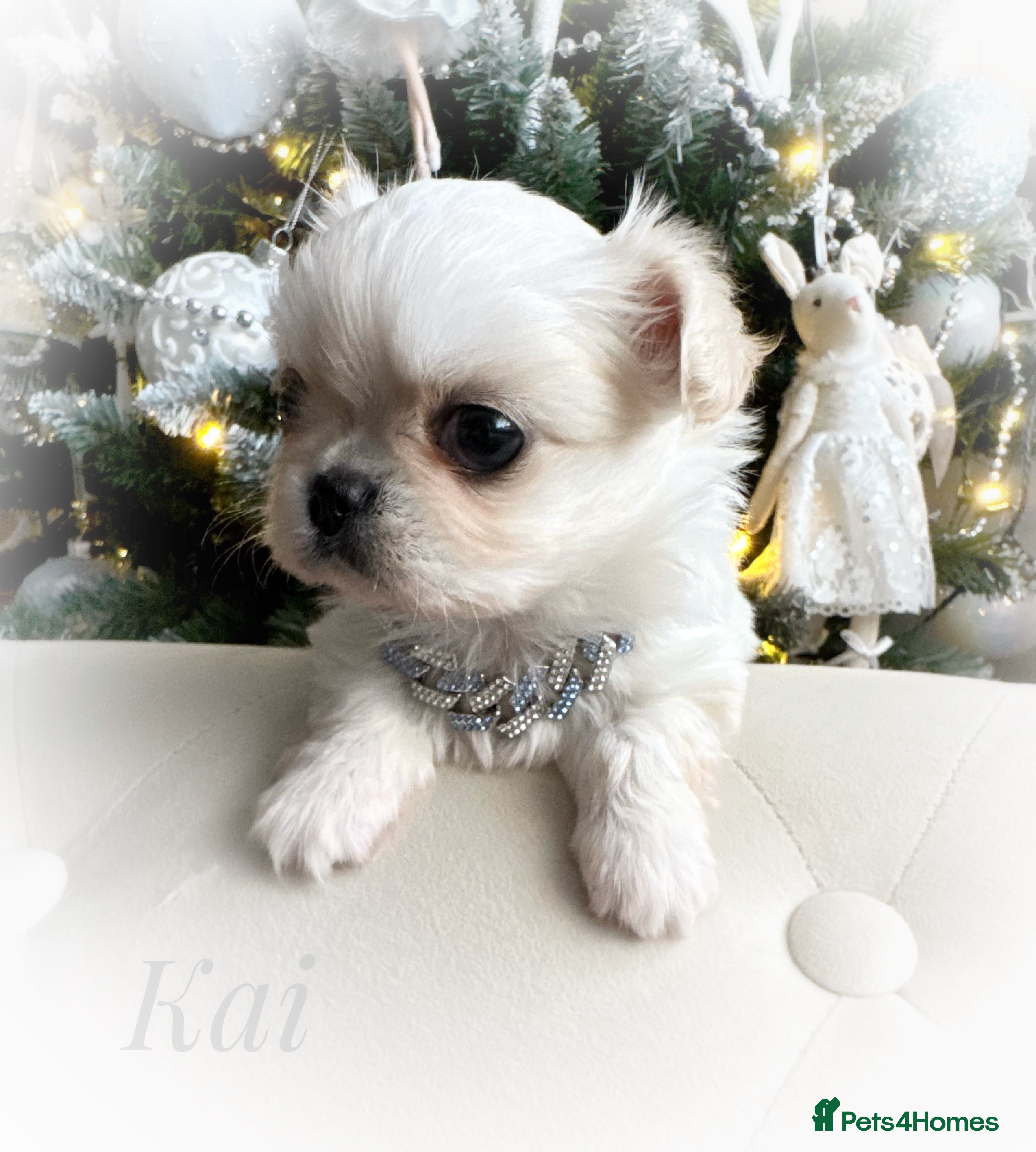 Chihuahua dogs KC long coat cream chihuahua puppies  - Advert 18