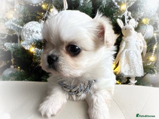 Chihuahua dogs KC long coat cream chihuahua puppies - Advert 18