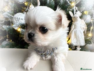 Chihuahua dogs KC long coat cream show line chihuahua puppies - Advert 4