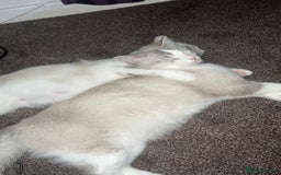 British Shorthair cats for sale: British  - Image 2