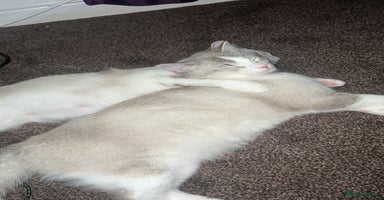 British Shorthair cats - Advert 3