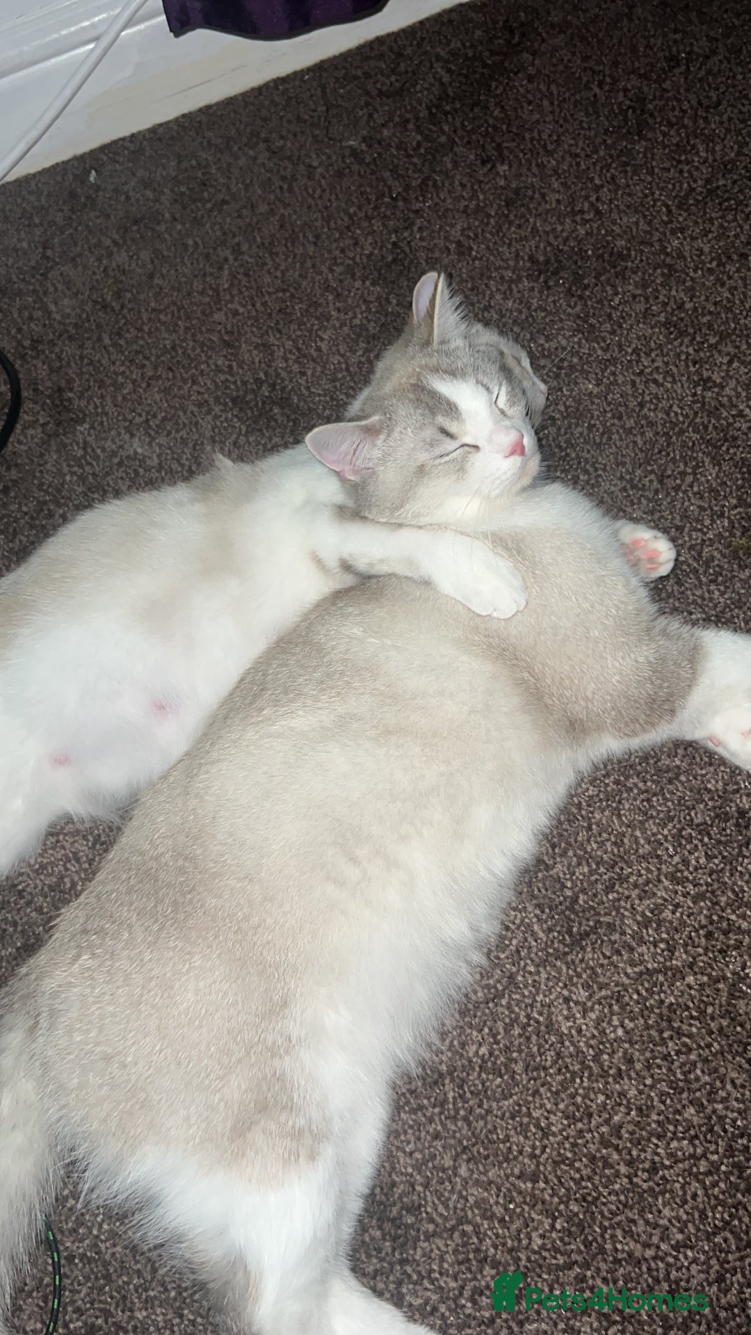 British Shorthair cats for sale: British  - Image 2