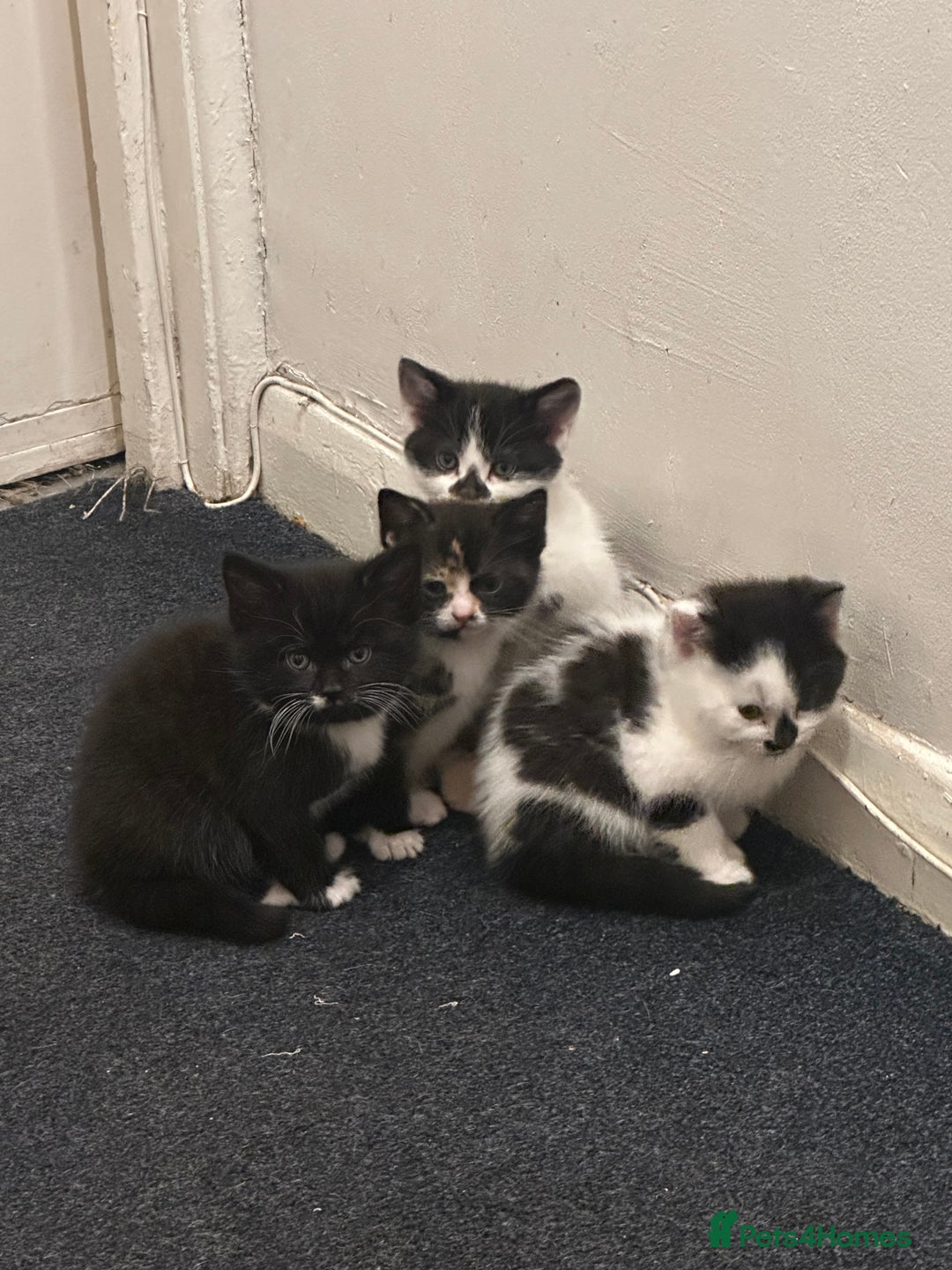 American Wirehair cats for sale: 3 KITTENS FOR SALE - ready to leave Jan 11th - Advert 13