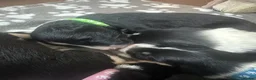 Border Collie dogs for sale: Border collie puppies in Tranent - Advert 16