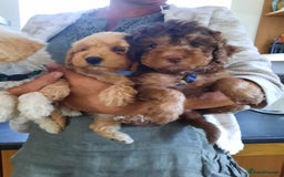 Miniature Poodle dogs for stud: KC Registered Stud Mini Poodle Winnie  in March - Image 4