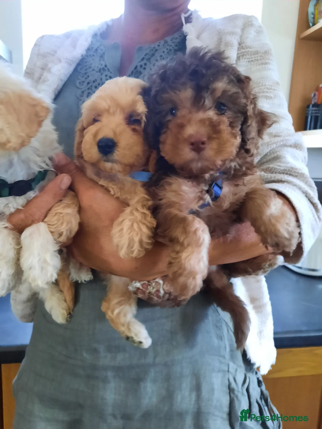 Miniature Poodle dogs for stud: KC Registered Stud Mini Poodle Winnie  in March - Advert 4