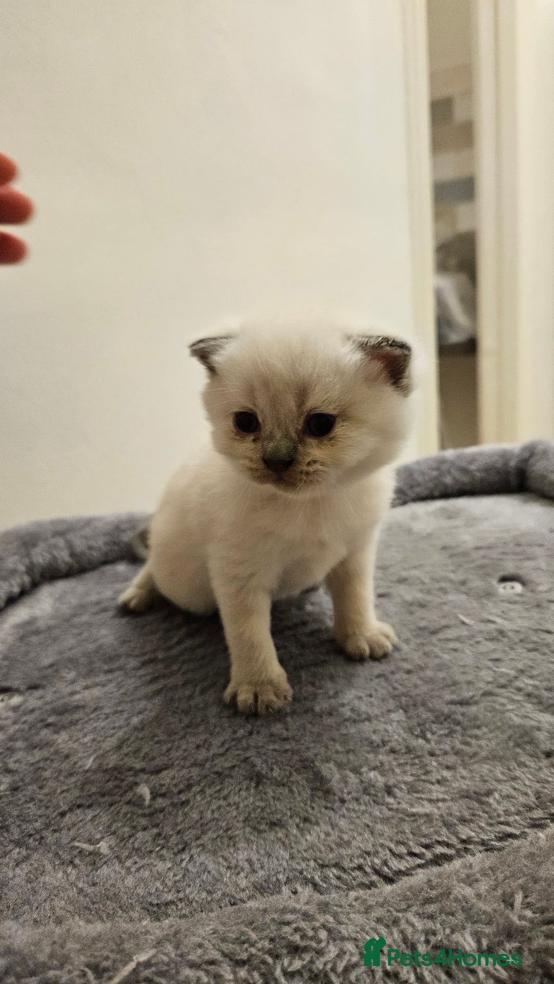 Scottish Fold cats for sale: 🐱British Shorthair x Scottish Fold Kittens🐱 - Advert 11