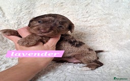 Cockapoo dogs for sale: F1 Cockapoo puppies  - Image 6