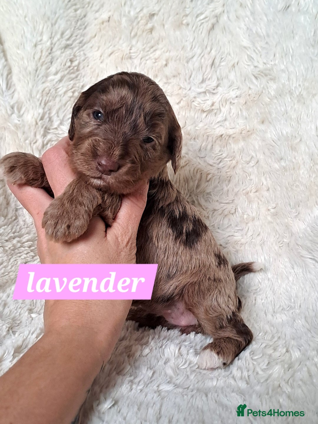 Cockapoo dogs for sale: F1 Cockapoo puppies  - Image 6