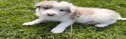 Border Collie dogs for sale: STUNNING BORDER COLLIE PUPS.  - Advert 25