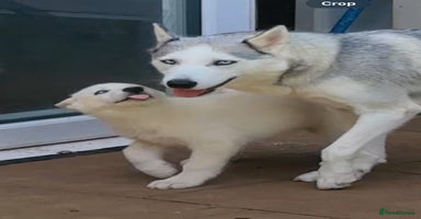Siberian Husky dogs - Advert 6