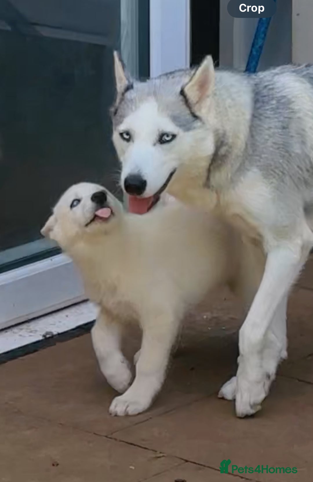 Siberian Husky dogs for sale: Beautiful Blue Eyes Siberian Husky 😍  - Image 3