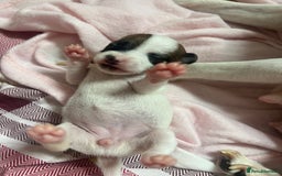 Jack Russell dogs for sale: Stunning Miniature Jack Russell Puppies!!! - Image 4