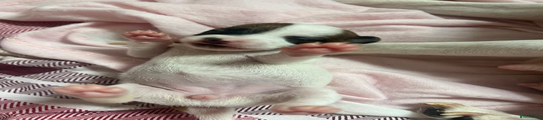 Jack Russell Puppy 6