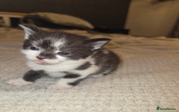 Domestic Shorthair cats for sale: Kittens for sale - Image 10
