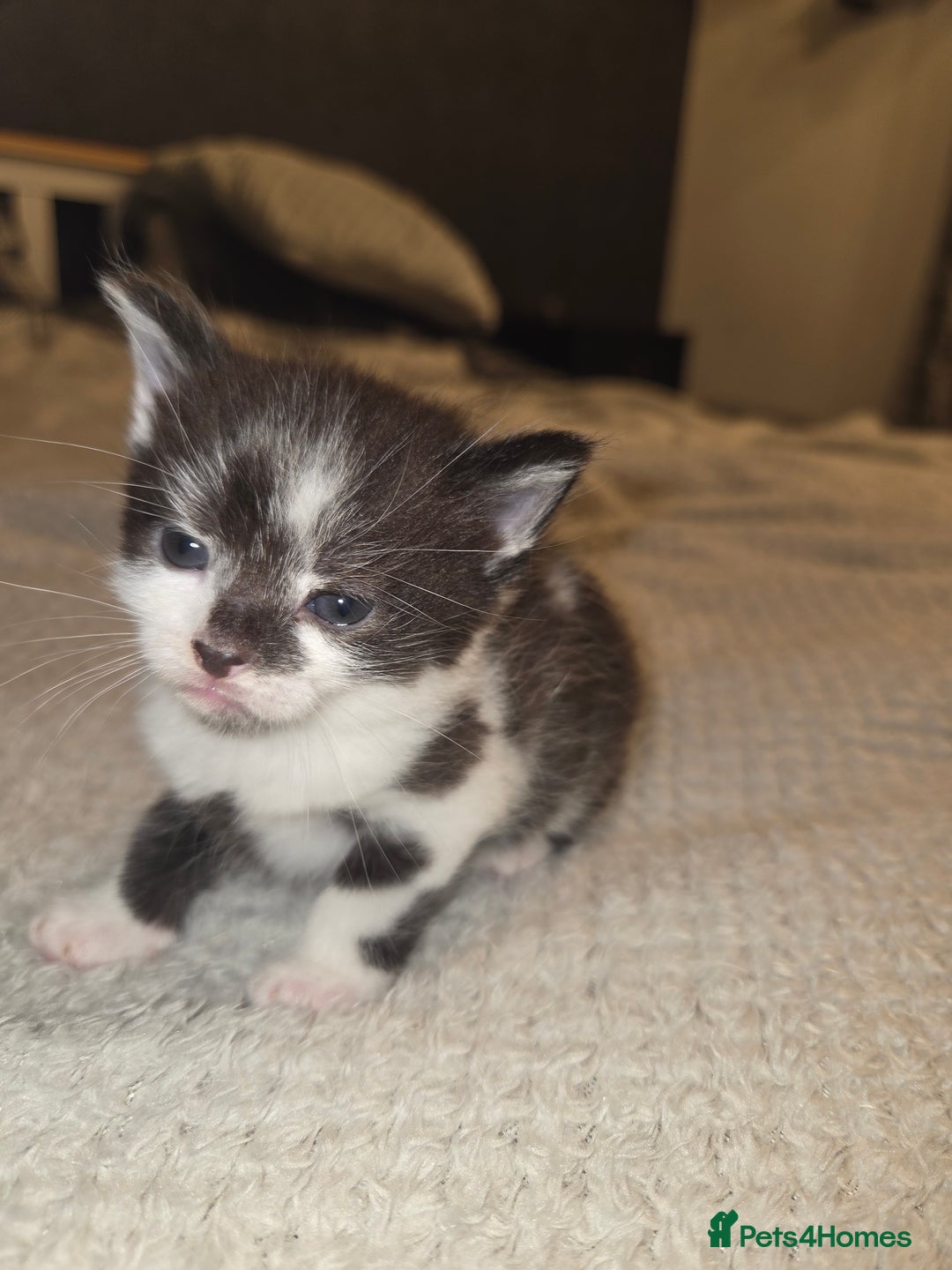 Domestic Shorthair cats for sale: Kittens for sale - Image 10