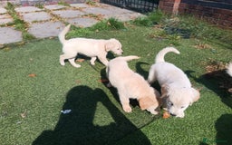 Golden Retriever dogs for sale: 9 weeks old golden retriever puppy’s  - Image 7