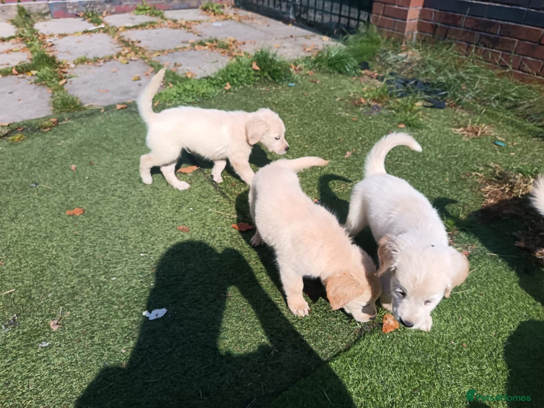 Golden Retriever dogs for sale: 9 weeks old golden retriever puppy’s  - Image 7