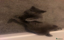 Domestic Shorthair cats for sale: Rehoming my 2 girls  - Image 13
