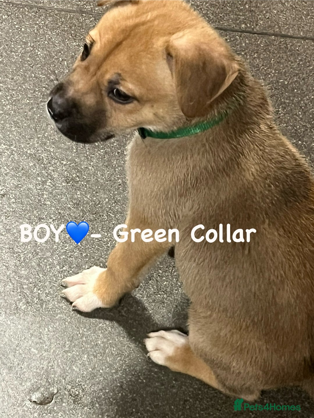 Mixed Breed dogs for sale: 7 puppies for sale - Advert 2