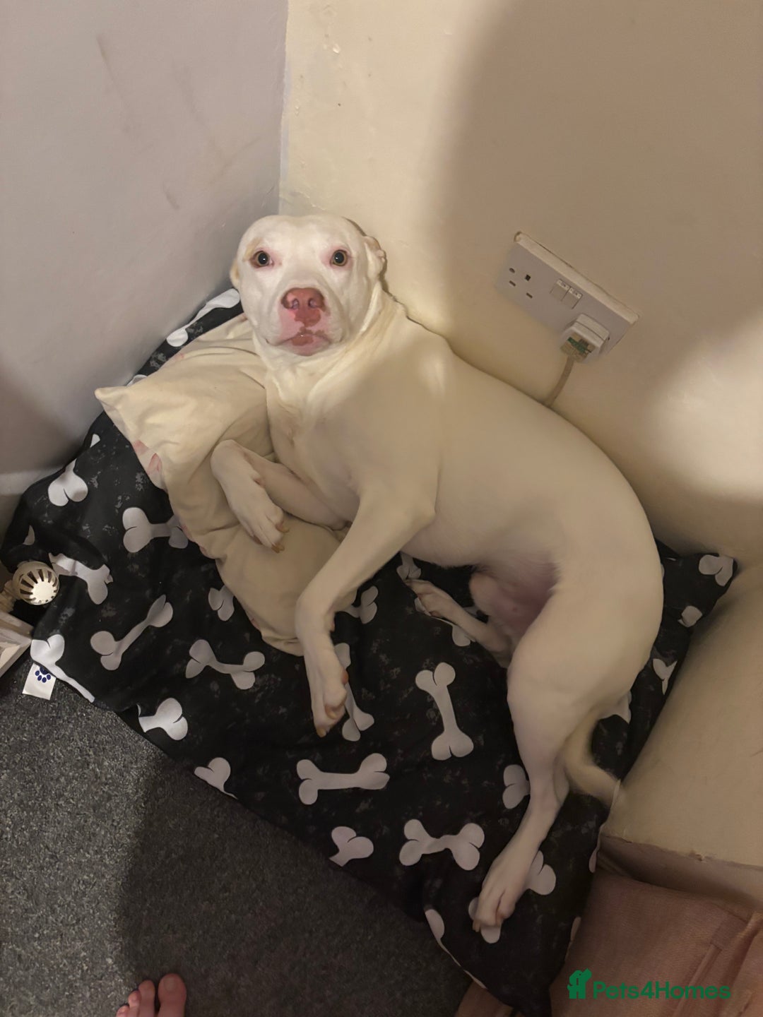 Mixed Breed dogs for sale: Marley  - Advert 2