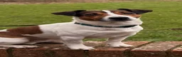 Jack Russell dogs for sale: 5 Jack Russell Puppies for Sale - Advert 23