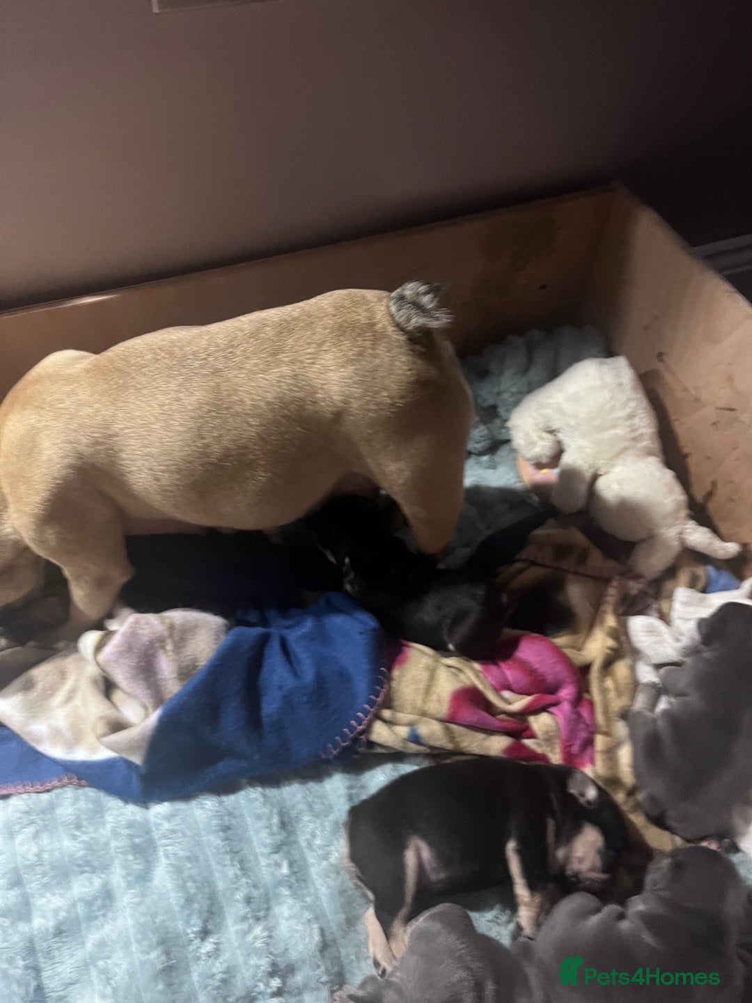 Mixed Breed dogs for sale: Beautiful freelance bulldogs  - Advert 4