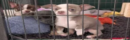 Chihuahua dogs for sale: Chihuahua puppys  in Louth - Advert 2
