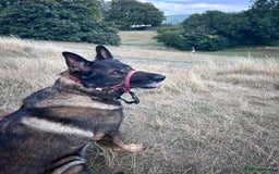 German Shepherd dogs for stud: GSD For Stud - Image 1