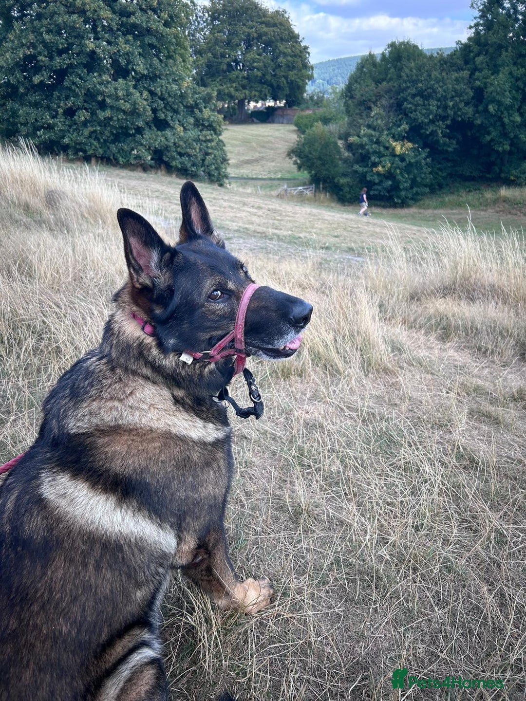 German Shepherd dogs for stud: GSD For Stud - Image 1