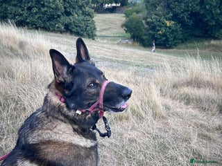 German Shepherd dogs - Advert 1