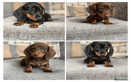 Miniature Dachshund dogs for sale: Beautiful Miniature Smooth Dachshund Puppies! - Image 1