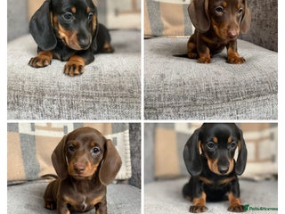 Miniature Dachshund dogs - Advert 24