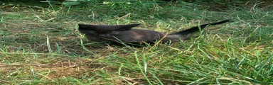 Domestic Shorthair 5