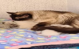 Ragdoll cats for sale: GCCF registered Ragdoll kittens  - Image 28
