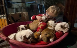 English Bulldog dogs for sale: 🐶Beautiful English bulldog puppies ❤️  - Image 8