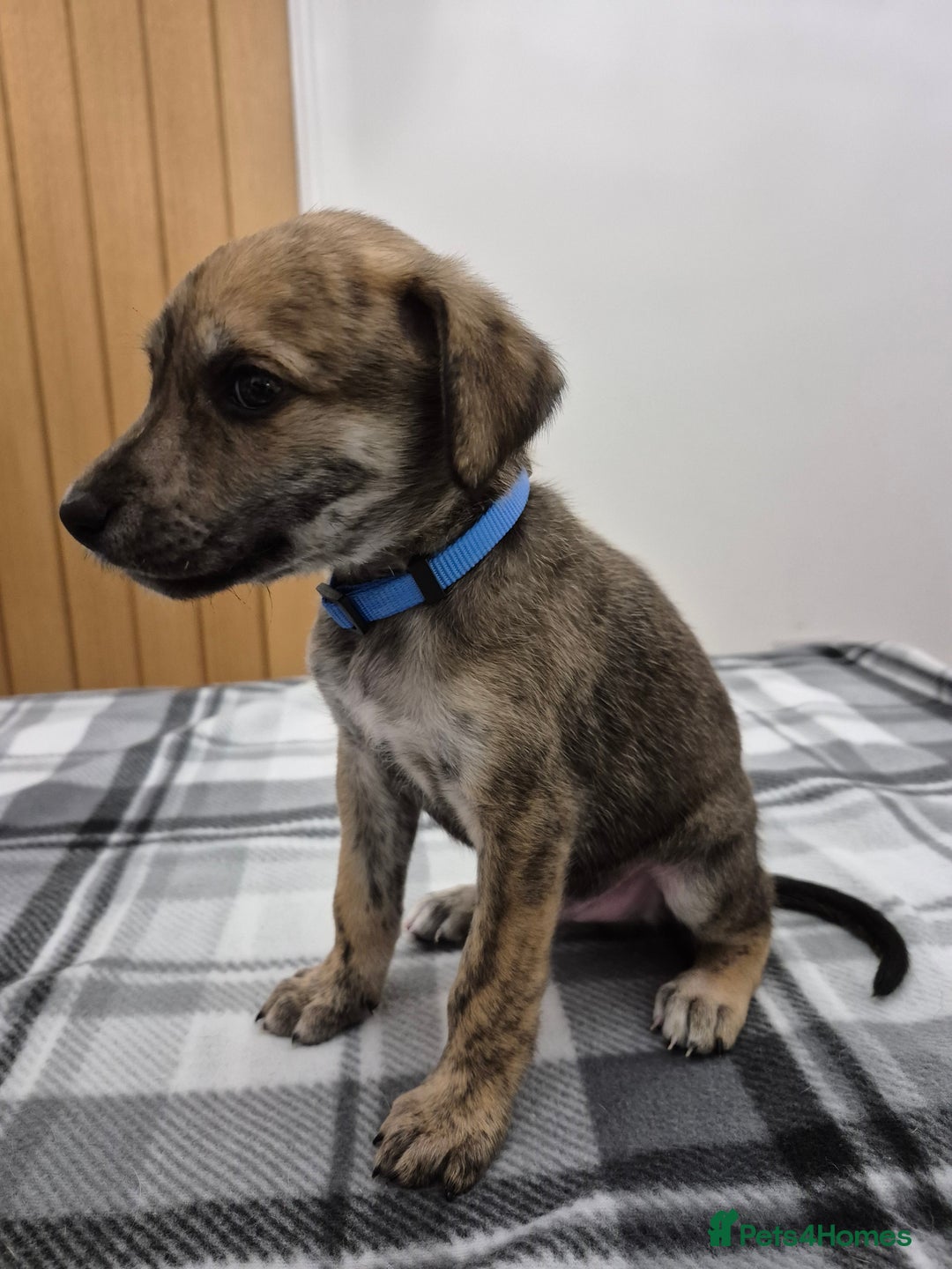 Lurcher dogs for sale: Beautiful litter of Lurcher pups - Advert 16