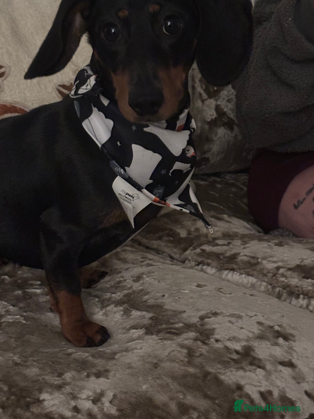 Miniature Dachshund dogs for sale: Miniature Dachshund  - Advert 6