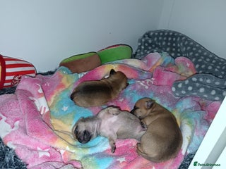 Chihuahua dogs Chihuahua girls 🩷🩷🩷 - Advert 4