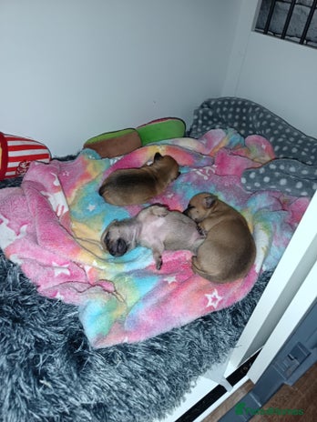 Chihuahua dogs Chihuahua girls 🩷🩷🩷 - Advert 1