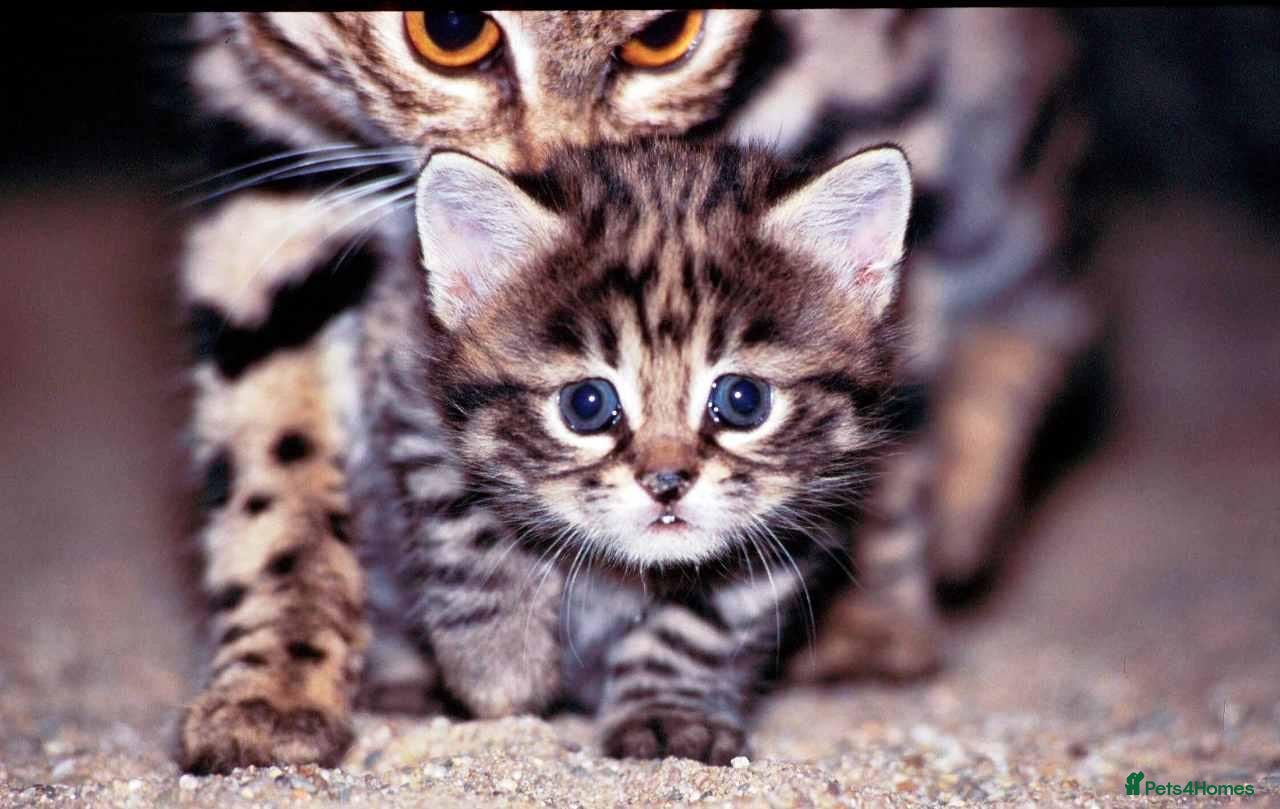 Mixed Breed cats Last Female Gorgeous Kitten Available NOW - Advert 18