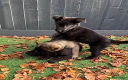 German Shepherd dogs for sale: German Shepherd Puppies, Ready to leave next week - Image 25