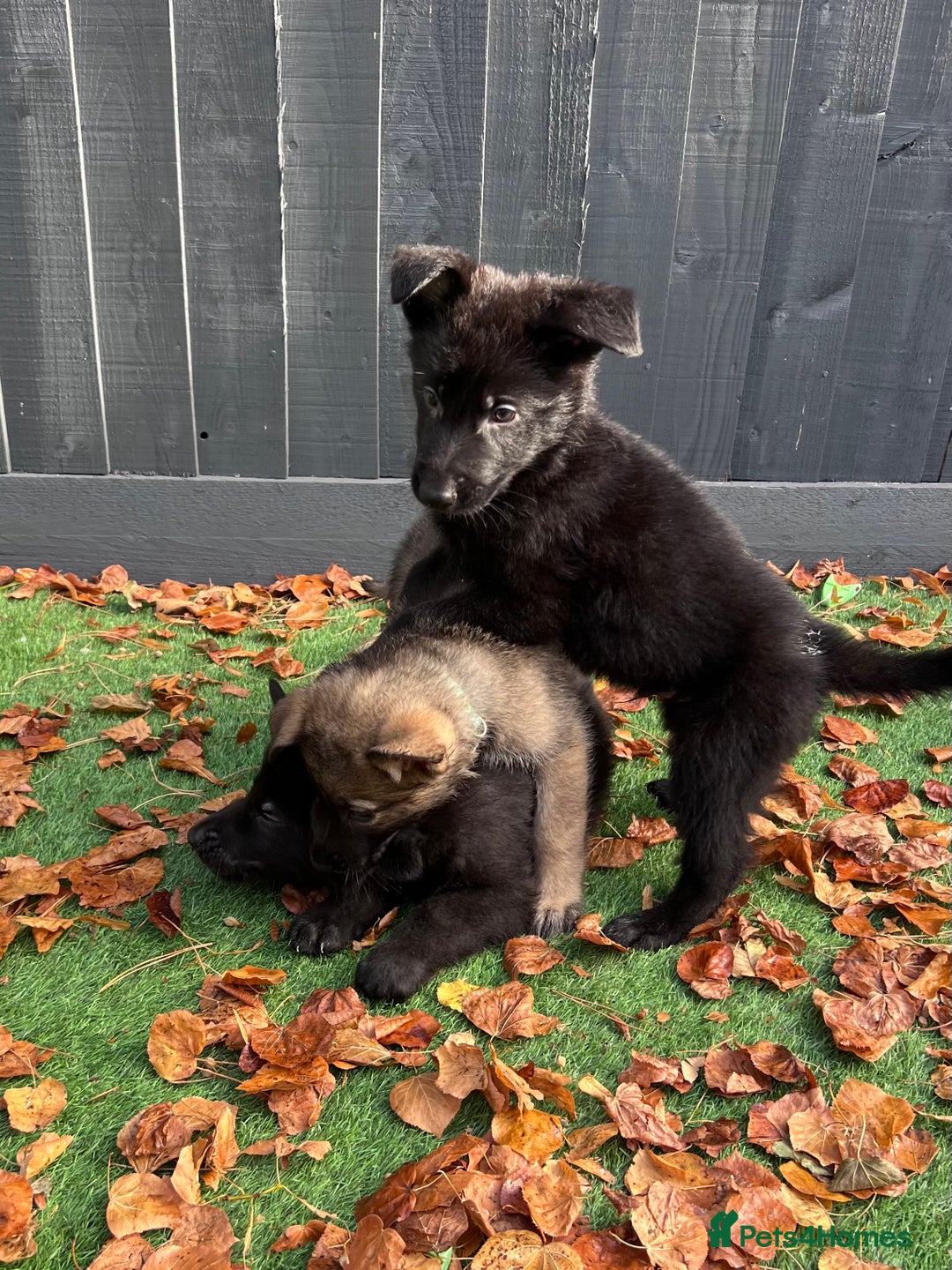 German Shepherd dogs for sale: German Shepherd Puppies, Ready to leave next week - Image 25
