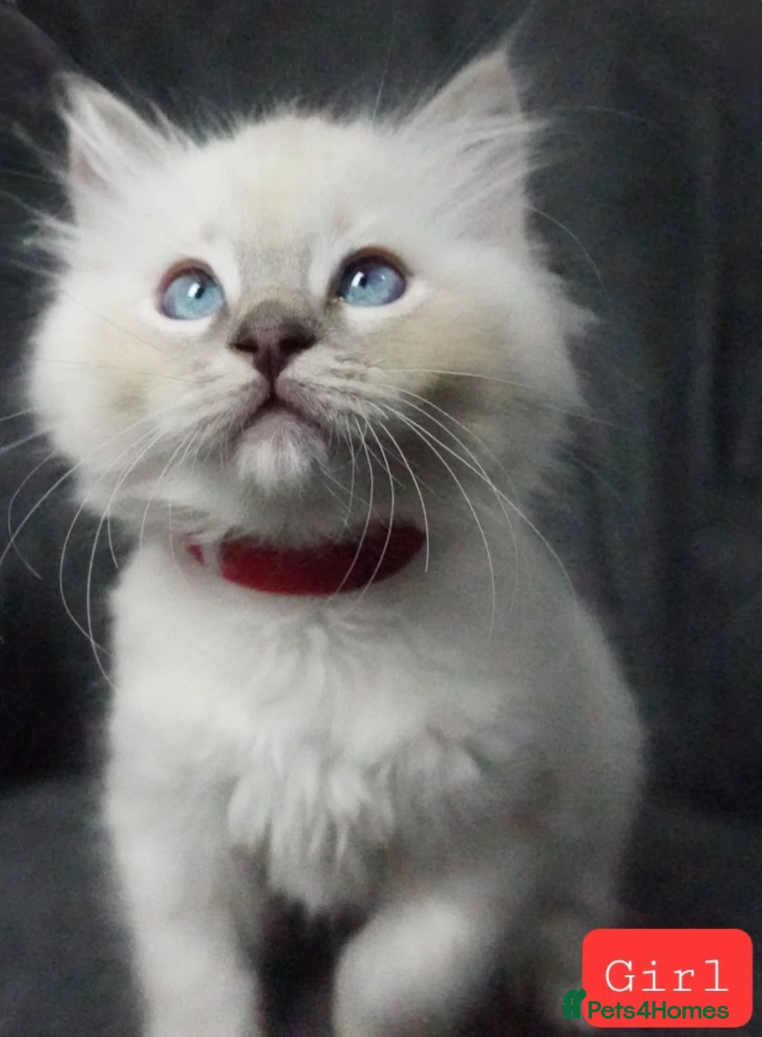 Ragdoll cats for sale: Six Ragdoll Kittens - Advert 22